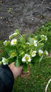 IMG_20200906_105531_887 (1).jpg