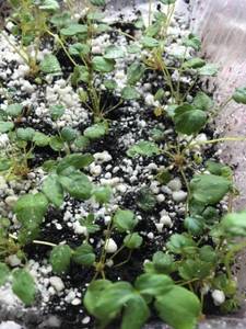 ул купчиха.jpg