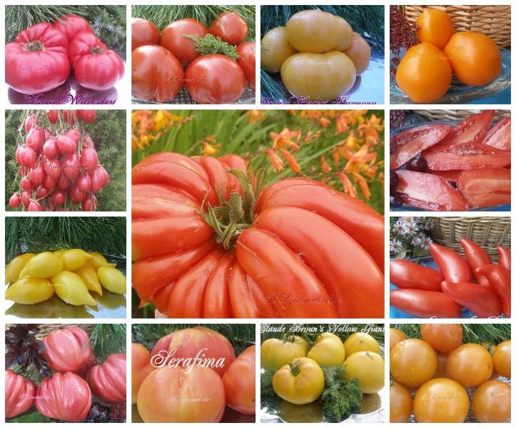 Контент Ярославна - Страница 4 - tomat-pomidor.com