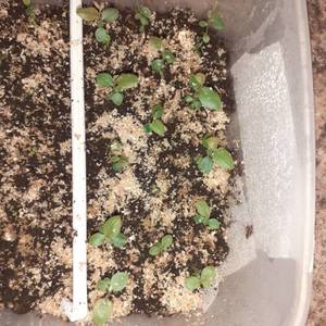 Полярис 8.12.jpg