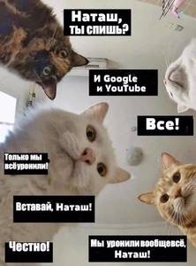 Наташкины коты уронили Гугл!.jpg