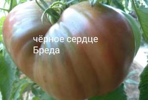 IMG_20160805_153437.jpg Черное сердце Бреда.jpg