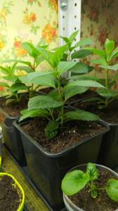 6-29.02.20 (перевалка в 1л стаканы).jpg