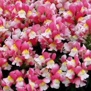 Antirrhinum-Snapshot-Coral-Bicolor-square1-768x768.jpg