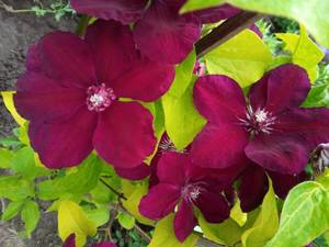 IMG_20200623_082304_2.jpg