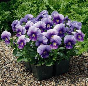 Violas_Viola_Cornuta_Penny_TM_Violet_Beacon-1.full.jpg