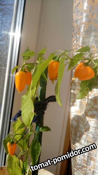 Комнатный перец Апельсин оранжевый , огород на окошке.