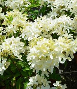 Стар Роуз2.jpg