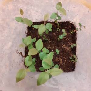 патриот 21,01 2.jpg