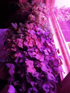 IMG_20210121_193752 (600x800).jpg