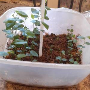 Полярис и Норт блю  2  03,01,2021.jpg