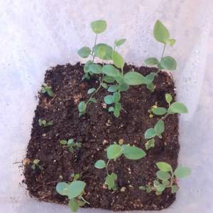 Патриот 03 01 2021.jpg