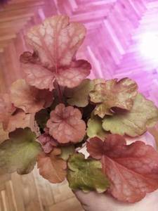 IMG_20210121_192947 (600x800).jpg