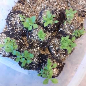 Пегасус 24,1.jpg