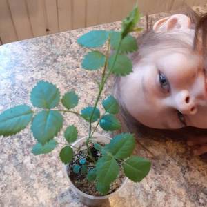 Александра пытается цвести  2.jpg