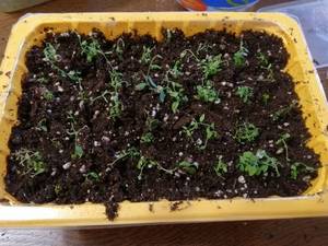 IMG_20201120_124117 (800x600).jpg