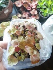 IMG_20210111_113212 (600x800).jpg