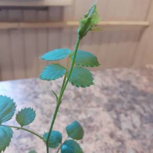 Александра пытается цвести.jpg