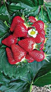 1635713698_fraisier-manon-des-fraises(1).thumb.jpg.118d9cefe22a624aa71e84d697e18f93.jpg