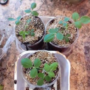 Александра Кент.jpg