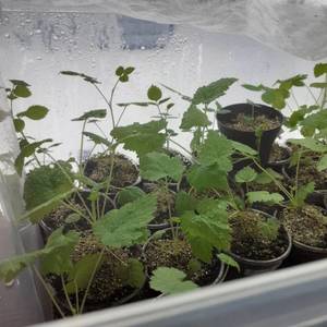 Малина Глен ампл и Жар птица.jpg