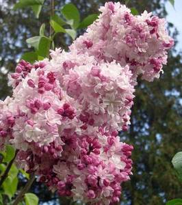 Syringa hyacinthiflora Sweetheart.jpg