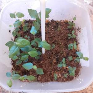 Полярис и Норт блю 03,01,2021.jpg