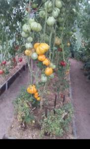 20210114_204700.thumb.jpg.05257dd6cfce69bd8b2772ecf47e24c0.jpg