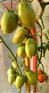 20210130_163027.thumb.jpg.26ee5ce5c26bffa30a7662a6c3a3a109.jpg