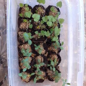 Малинка Жар птица и жимолость Мичуринское диво.jpg