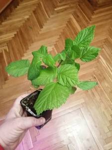 IMG_20210121_193606 (600x800).jpg