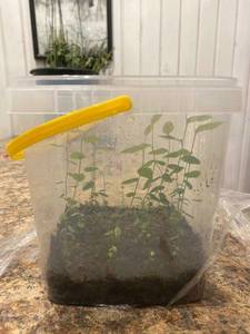 Патриот 21,01.jpg