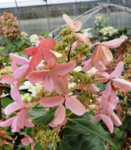 Стар Роуз6.jpg