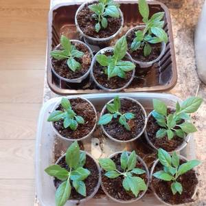 гортензия Вимс ред.jpg