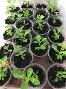 форевер ревер ред.JPG