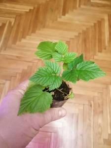 IMG_20210121_193710 (600x800).jpg