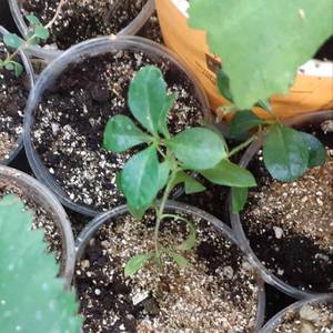 Седой урал.jpg