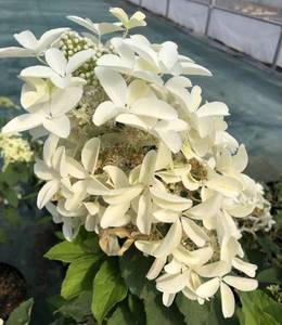 Стар Роуз.jpg