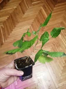 IMG_20210121_193604 (600x800).jpg