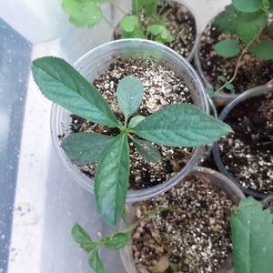 Вишня 21,01.jpg