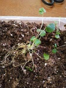 IMG_20201120_133623 (600x800).jpg