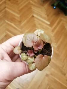 IMG_20210113_231954 (600x800).jpg