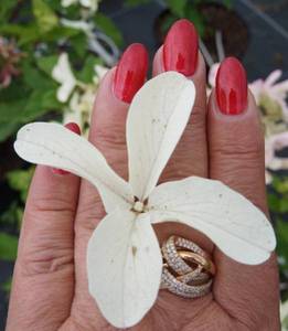 Стар Роуз3.jpg