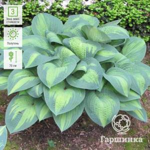 Hosta-Payls-Glori-(ML)-1.jpg