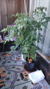 IMG-20200816-WA0001.jpg