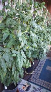 IMG-20200816-WA0002.jpg