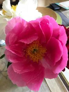 IMG_5219.JPG