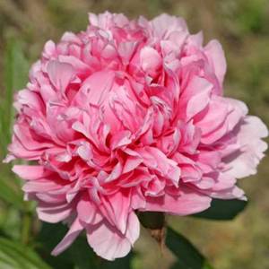 Peony-Bess-Bockstoce.jpg