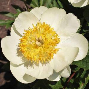 Peony-Claire-de-Lune.jpg