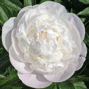 Peony-Corinne-Wersan.jpg